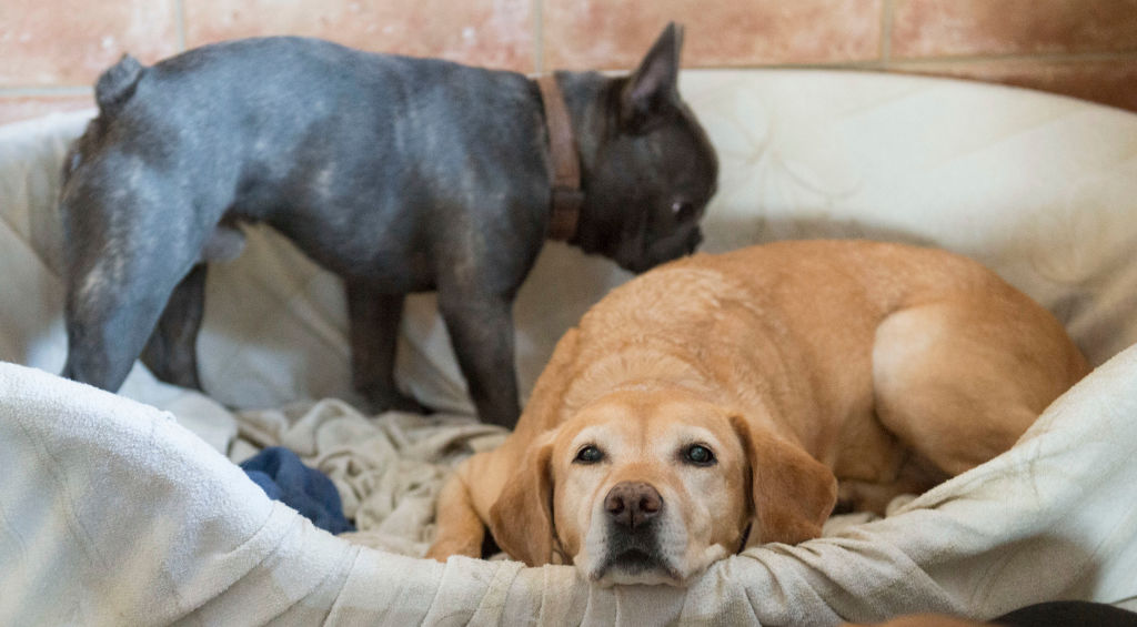 What to Do if Your Pet Dies at Home