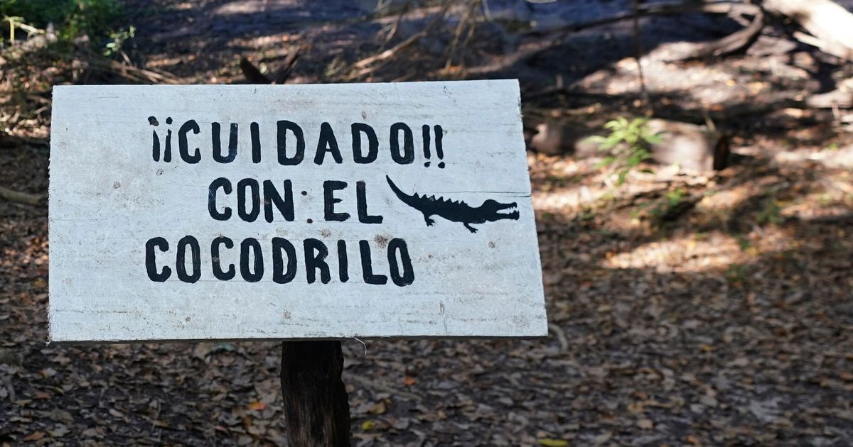 At Least 200 Crocodiles Crawl Into Cities As Heavy Rains Hit Northern Mexico