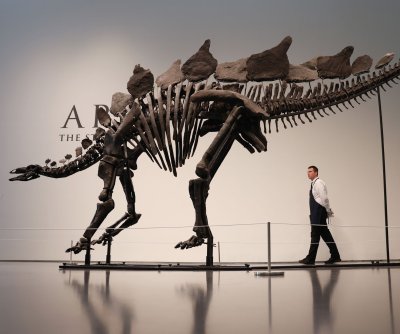 Stegosaurus skeleton named ‘Apex’ auctioned off for record $44.6M