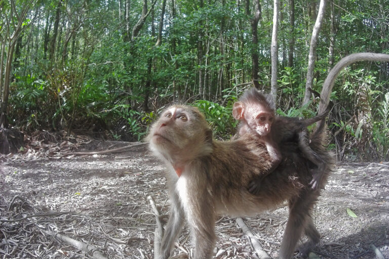 Cambodia’s largest mangrove forest is ‘teeming with life,’ biodiversity survey finds