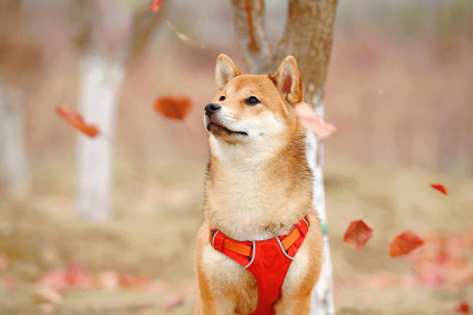 Shiba Inu’s Mysterious Leader Teases Massive 2024 AI Collaboration