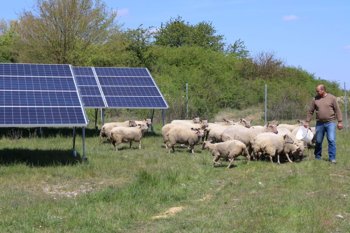 SolarPower Europe publishes guide for agrivoltaics