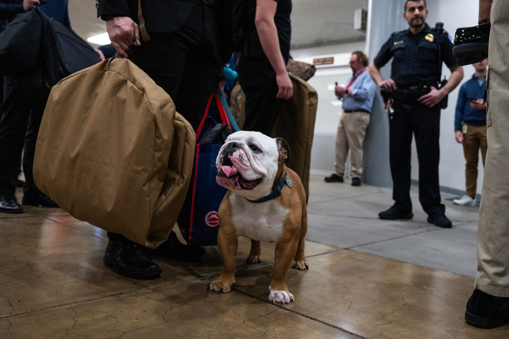 Capitol Lens | Canine corporal