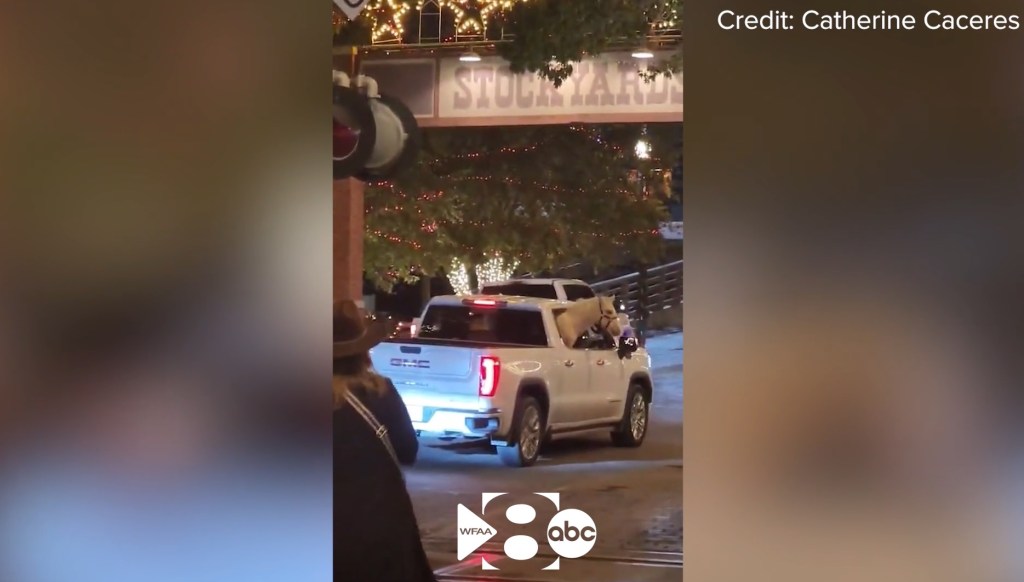 Horse rides in backseat of pickup truck in Texas city, shocking onlookers: video