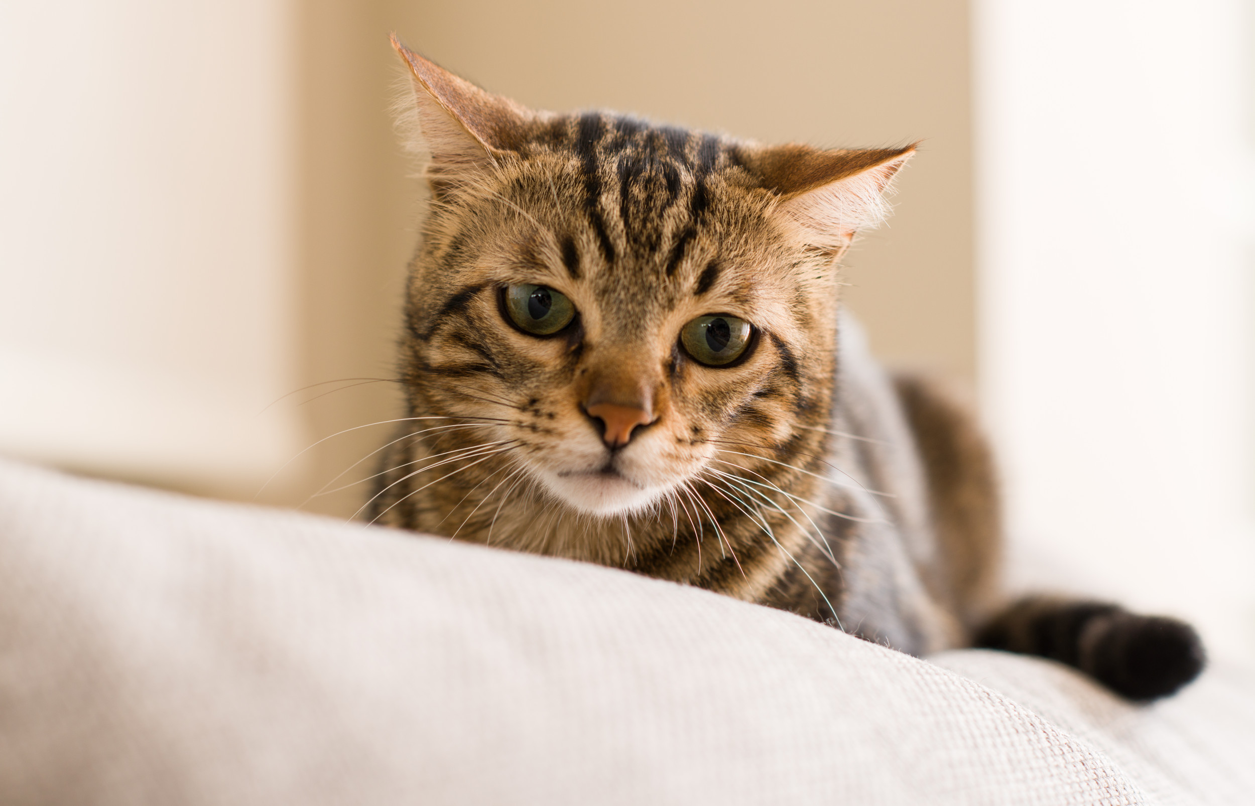 Cat Owner Captures What Pet Does to Her ‘3 Seconds’ After She’s Woken Up