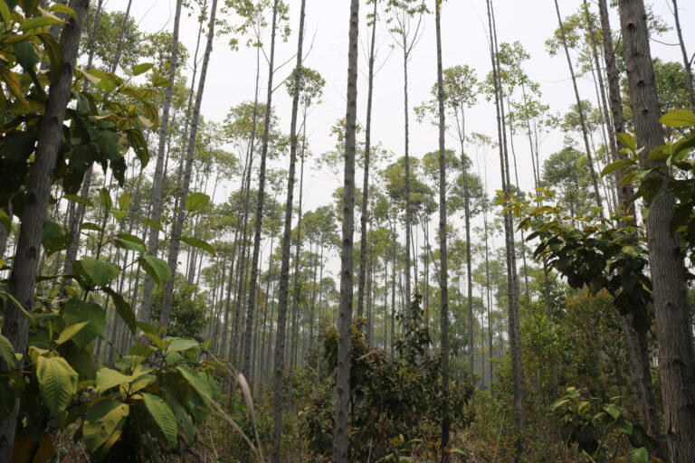 Experts question benefits of Colombian forestation project led by top oil trader