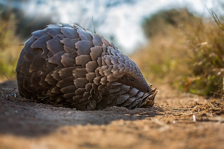 A universal tagging system for pangolins, world’s most trafficked mammal