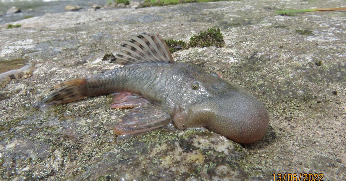 New species, including “blob-headed” fish, identified across world in 2024