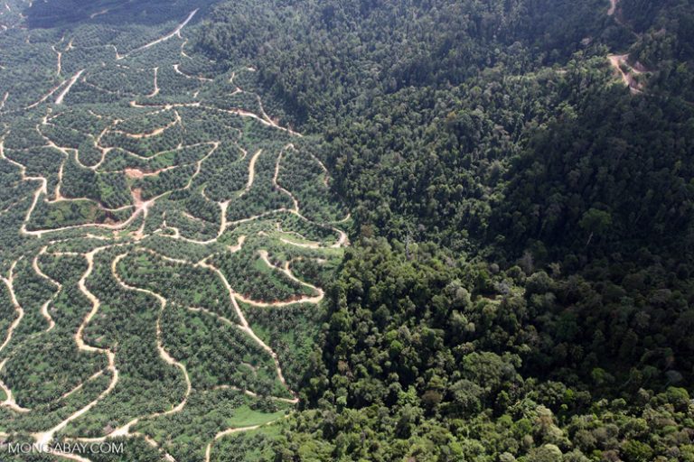 Indonesian president says palm oil expansion won’t deforest because ‘oil palms have leaves’