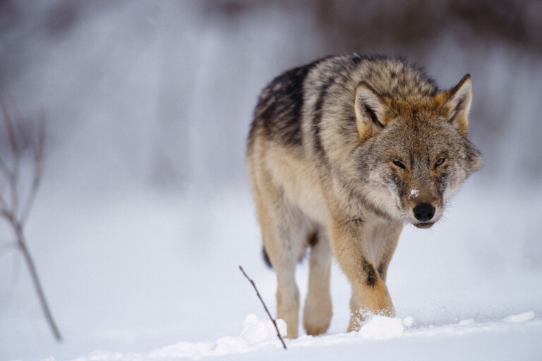 Sweden’s wolf hunt starts, aims to halve population