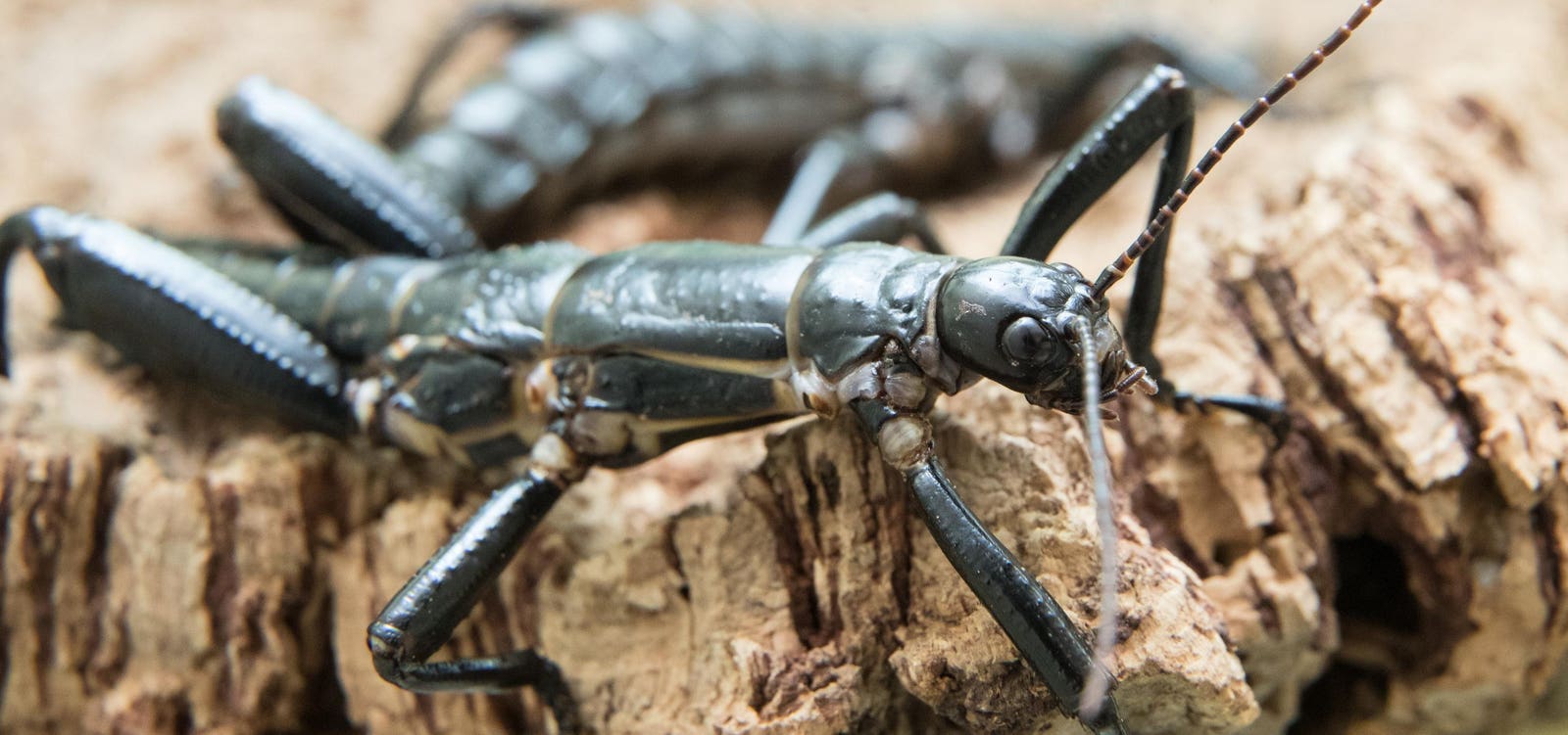 Driven To ‘Extinction’ By A Shipwreck, A 2001 Discovery Brought The ‘World’s Rarest Insect’ Back To Life