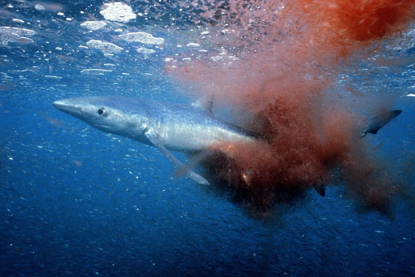 Impaled But Alive: A Blue Shark’s Astonishing Encounter With A Swordfish