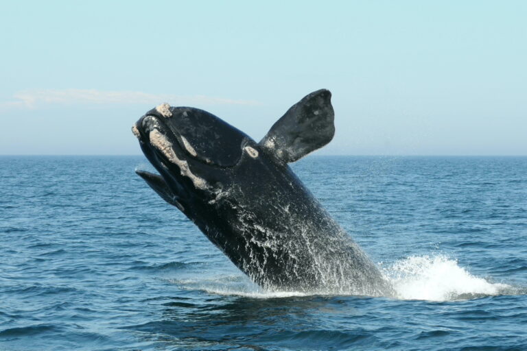 Right whales can live to 130, but in North America they die young