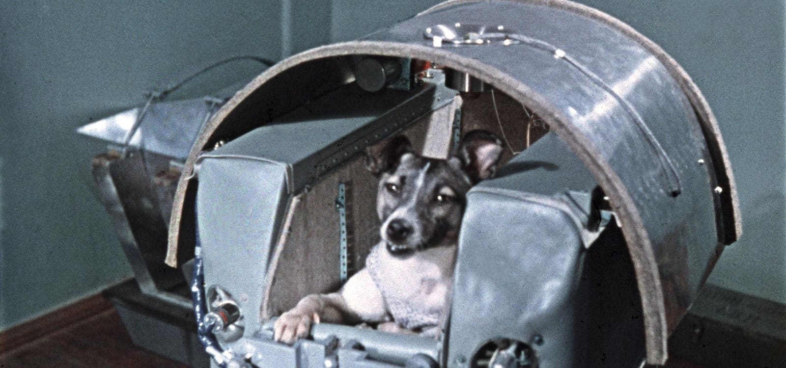 The Tragic Story Of Laika, The Soviet ‘Canine Cosmonaut’ Who Made Space History In 1957