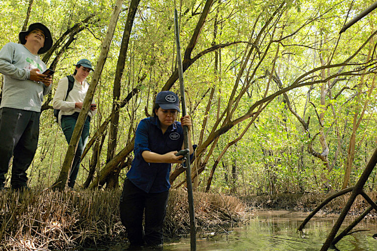 Lessons from successful mangrove forest restoration in El Salvador (analysis)