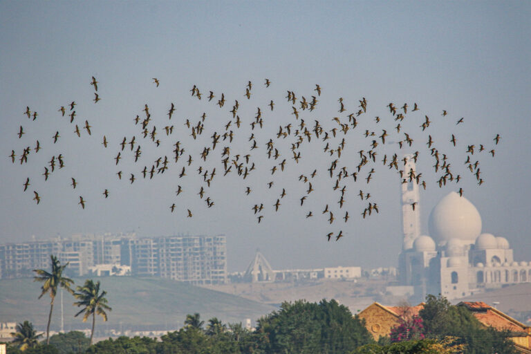 Ecology vs. development in Karachi: Interview with photographer Salman Baloch