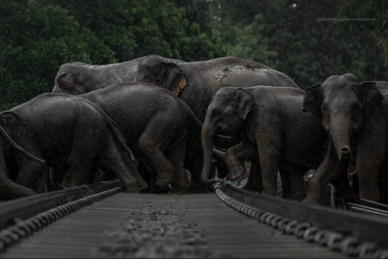 As Sri Lanka’s rail tracks continue to claim elephant lives, experts suggest solutions